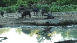 Охота на свинью с пневматикой 5.5 мм. (переломка)