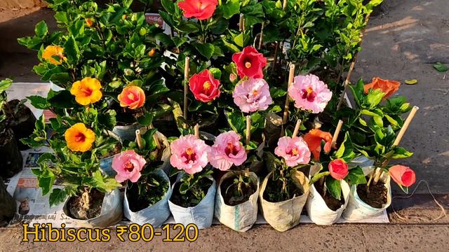 Succulent Cactus Anthurium Hibiscus Golden champa At GALIFF STREET FLOWER PLANTS MARKET IN KOLKATA смотреть онлайн