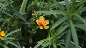 КАК ВЫРАСТИТЬ ТАРХУН ИЗ СЕМЯН ДОМА В ГОРШКЕ