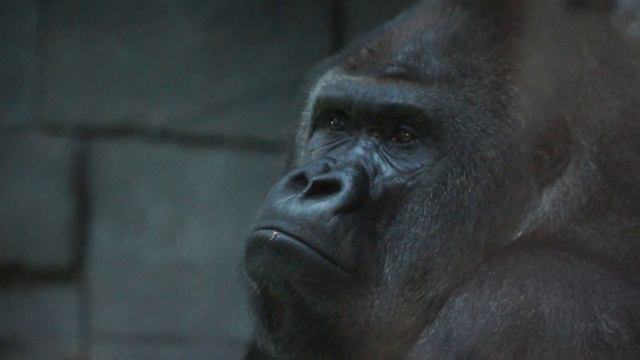 Гориллы московского зоопарка ♫ Monkey - Monkey Bee alt смотреть онлайн