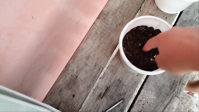 How to Propagate Alternanthera Ficoidea "Party Time" | Chris-Gel Squad смотреть онлайн