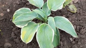 #хосты / Хосты ( лат. hosta) Риски Бизнесс, Орионс Белт.