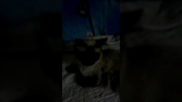 Обзор кошки породы Невская маскарадная смотреть онлайн