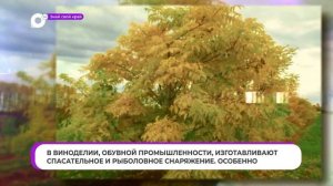 Знай свой край / Амурский Бархат