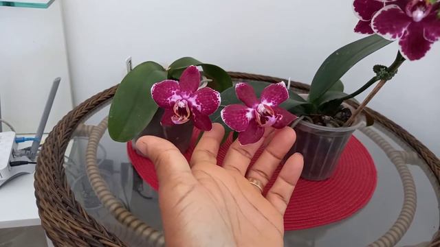 Diferença entre phalaenopsis panther mine e tamanho normal смотреть онлайн