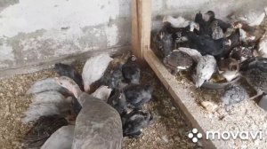 Совместное содержание цыплят и индюшат. Может начаться расклев.Лучше принять меры!