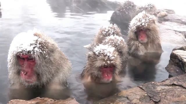 ?? ARISTON ԻՏԱԼԱԿԱՆ ԿԱԹՍԱՆԵՐ смотреть онлайн