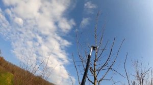 Телескопический сучкорез FISKARS UPX86 PowerGear в работе