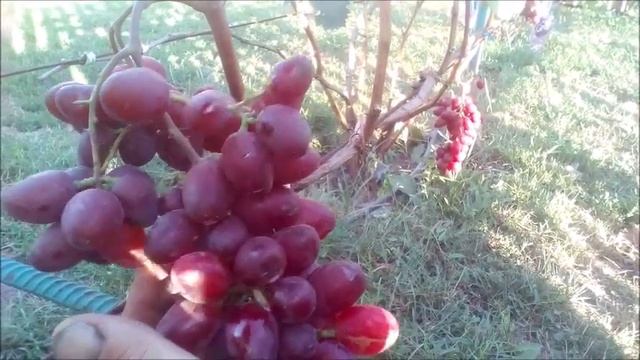 ?ОБЗОР ВИНОГРАДА ВИКТОРИЯ смотреть онлайн