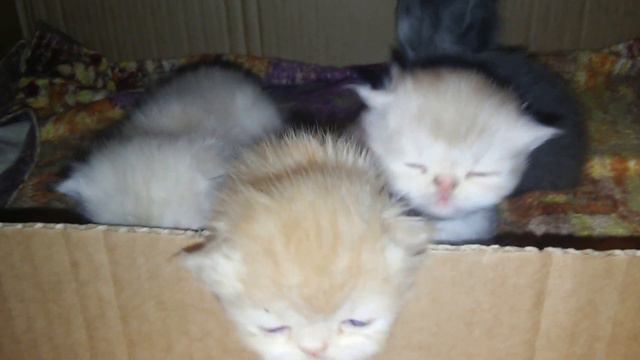 Котики экзотики,милота) смотреть онлайн