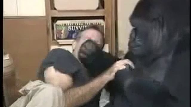 Очень забавная горилла! смотреть онлайн