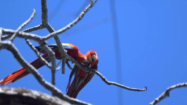 Costa Rica: The Adventure That Changed Us Forever смотреть онлайн