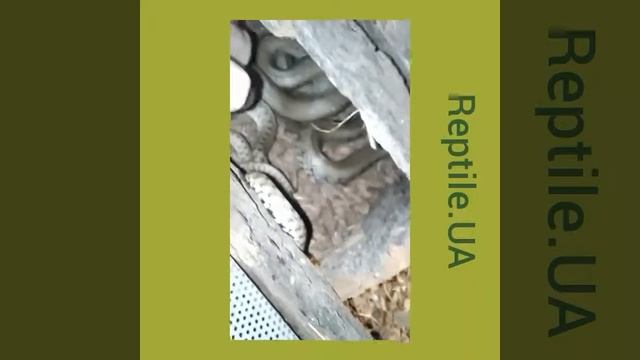 Уж обыкновенный и водяной смотреть онлайн