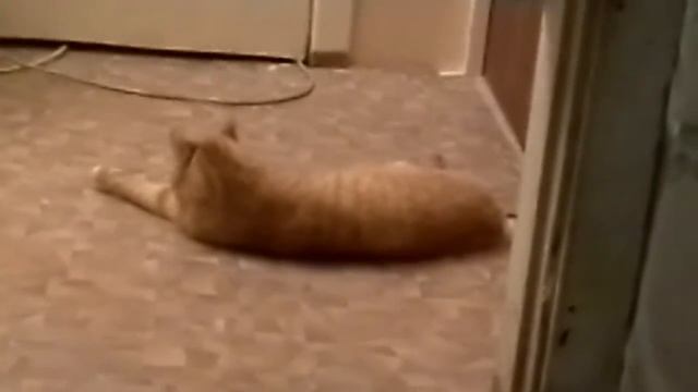 Кот танцует брейк-данс смотреть онлайн