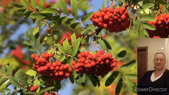 Ольга Мигуш -Куст рябиновый. смотреть онлайн