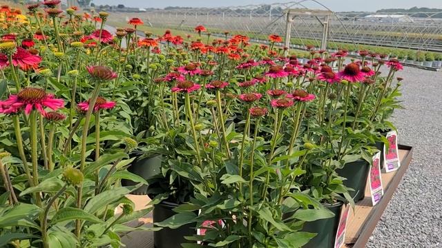 Echinacea Delicious Candy (Coneflower) / Superb NATIVE Perennial Var. for EASY Color & Butterflies смотреть онлайн