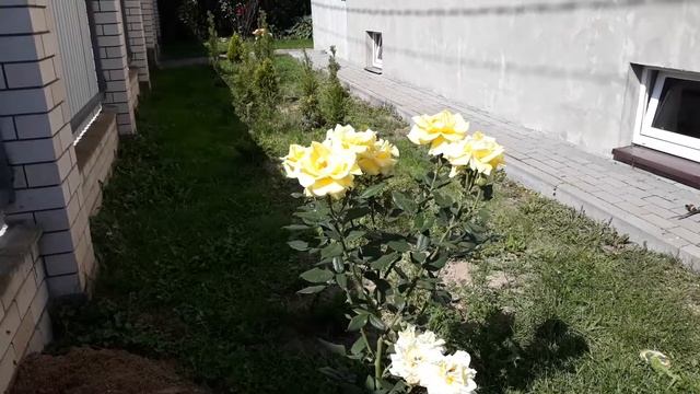 Роза чайно-гибридная Беролина смотреть онлайн