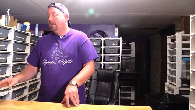 Places to BUY and SELL ball pythons? Is morph market any good? Is there another way?? смотреть онлайн