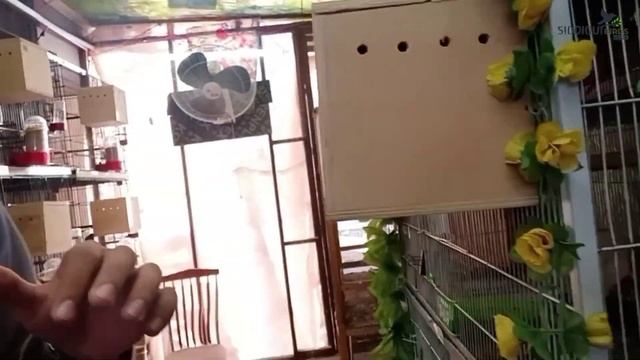 100 Java Sparrow/ Finches || Colony set for Breeding || Fawn java || white java || silver java смотреть онлайн