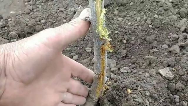 Чому іноді не приживаються саджанці персика, посаджені восени. Одна з основних причин. смотреть онлайн