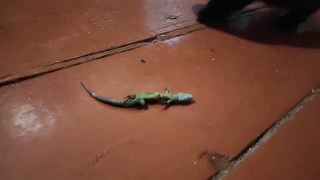 Кошка принесла котятам ящерицу и зовет их кушать / The cat brought a lizard to the kittens смотреть онлайн