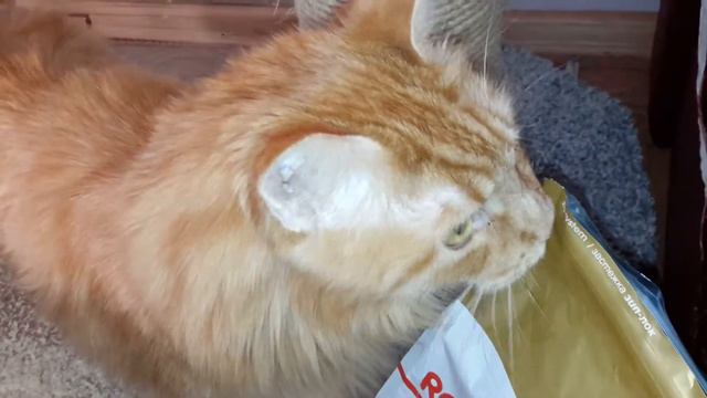 ЧТО БУДЕТ ЕСЛИ КОТУ ДАТЬ КОРМ ROYAL CANIN? смотреть онлайн