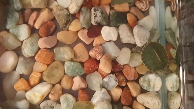 вылупление и кормление Морской Черепахи Живым Кормом #turtleEatsFish смотреть онлайн