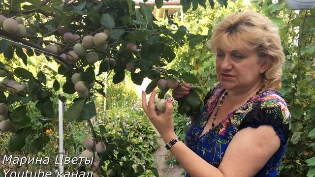 МНОГО СЛИВ!!! ПОМОГИТЕ ДЕРЕВУ!