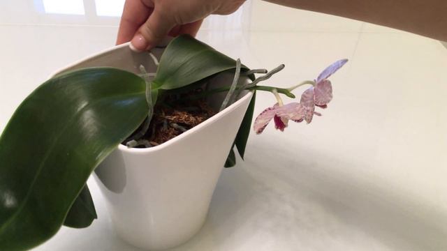 Phal. Brother Glory LF. Орхидея Бразе Глори. Первое цветение. смотреть онлайн