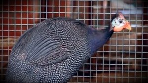 Содержание цесарок в домашних условиях разведение, кормление и уход