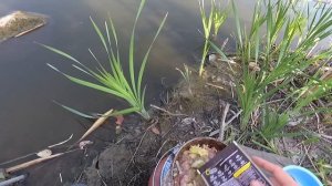 Рыбалка на карася!!! Готовлю куриную печень!!!