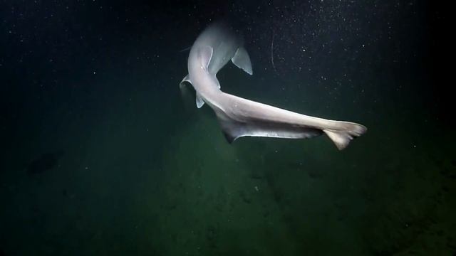 Глибоководні Акули | Таємничі Мисливці з Безодні смотреть онлайн