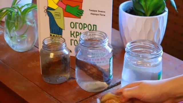 Грядка на балконе. Манго смотреть онлайн