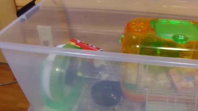Flying　Hamster смотреть онлайн