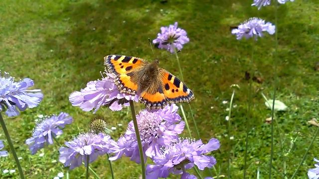 Tortoiseshell butterfly on Scabiosa butterfly blue смотреть онлайн