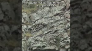 Снежный барс охотился на горный козел???редкое Видео???