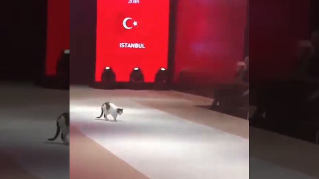 Кошки из Стамбула, мода Турции ))