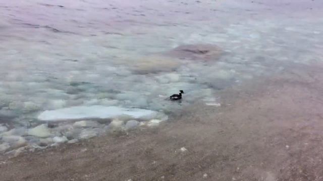 Водолаз?, или утенок? Кто это? Duckling? надо увидеть это чудо. мой друг. смотреть онлайн
