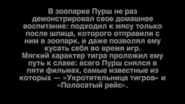 ТИГР ИЗ ФИЛЬМА ПОЛОСАТЫЙ РЕЙС И УКРОТИТЕЛЬНИЦА ТИГРОВ ЖИВОТНЫЕ В КИНО СССР ЖИВОТНЫЕ МОСФИЛЬМА смотреть онлайн