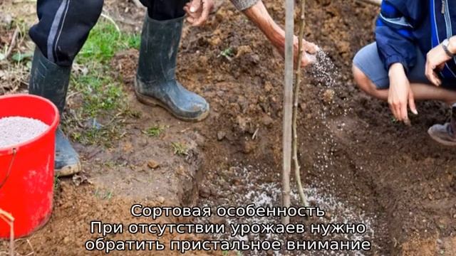 Почему не плодоносит яблоня смотреть онлайн