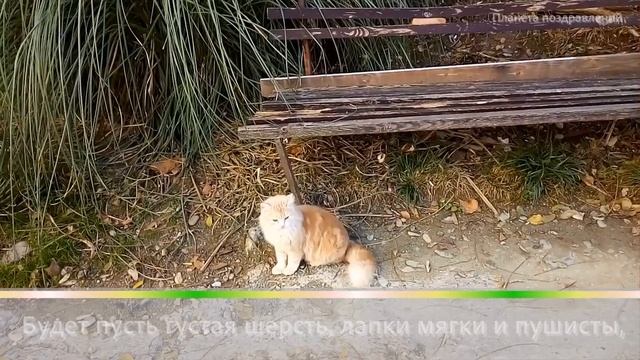 1 марта День кошек смотреть онлайн