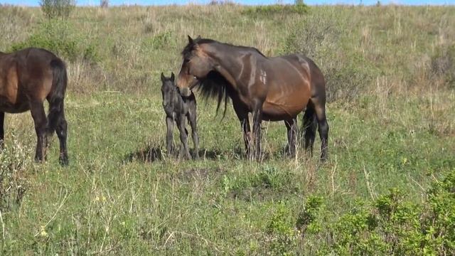Жеребец Рахат. Запоздалая весна смотреть онлайн