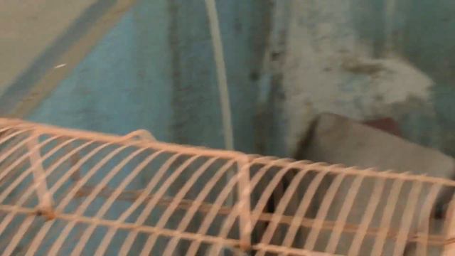 После линьки смотреть онлайн