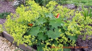 Манжетка мягкая Робуста (alchemilla mollis robusta) ? обзор: как сажать, рассада манжетки Робуста