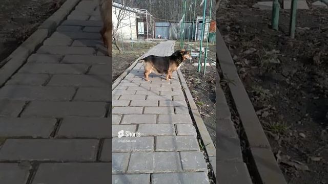 ?Тобик--толстячёк? смотреть онлайн