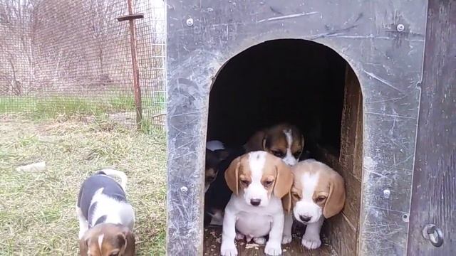 Lemon and Tricolor BEAGLE PUPPIES Rensie litter смотреть онлайн