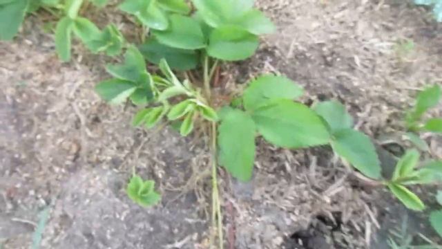 ПРОСТОЙ УХОД ЗА КЛУБНИКОЙ. смотреть онлайн