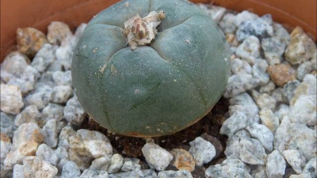 Lophophora Williamsii Flowering Time-lapse смотреть онлайн