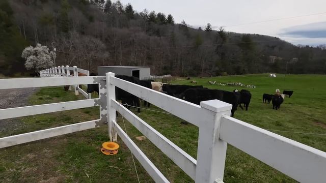 Will THIS Start A Cattle War? смотреть онлайн