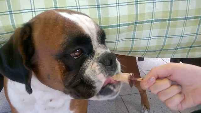 Boxer dog vs ice lolly смотреть онлайн